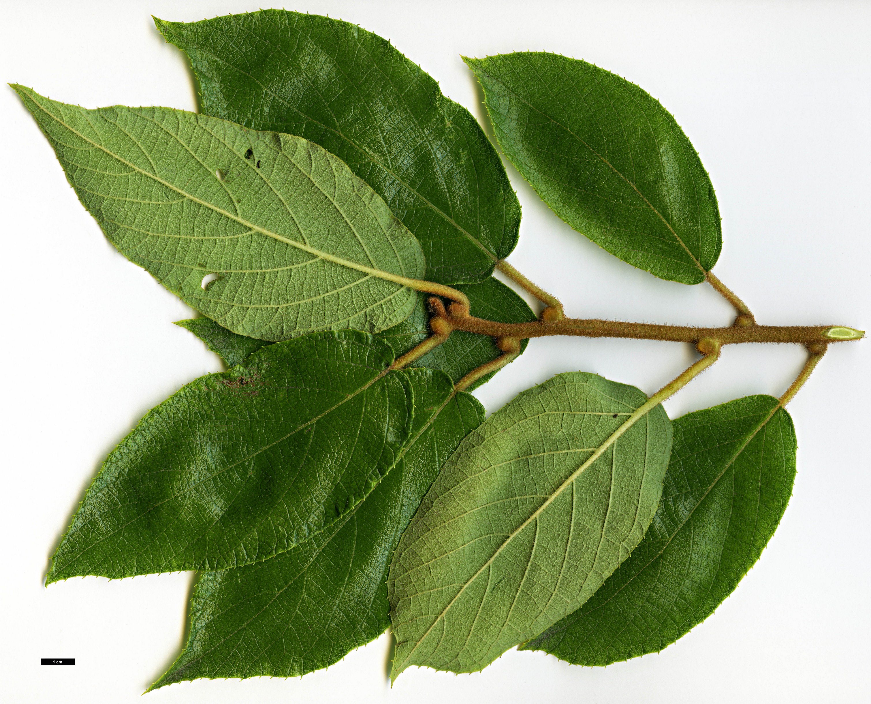 High resolution image: Family: Actinidiaceae - Genus: Actinidia - Taxon: hemsleyana